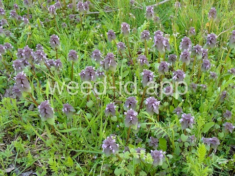 deadnettle, purple